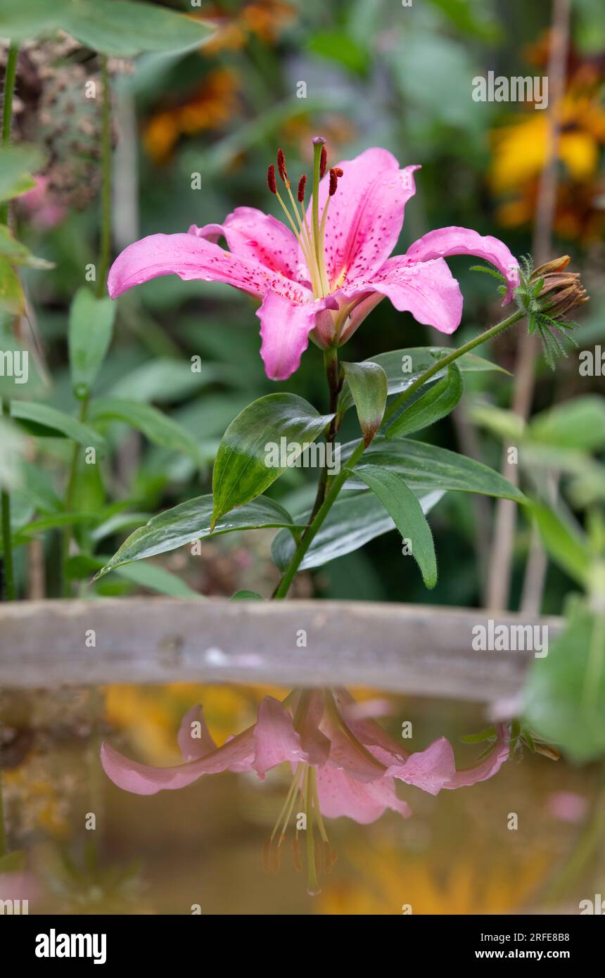 Lilium oriental. Fleur de lys rose oriental réfléchissant dans un bain d'oiseaux dans un jardin englsh. ROYAUME-UNI Banque D'Images