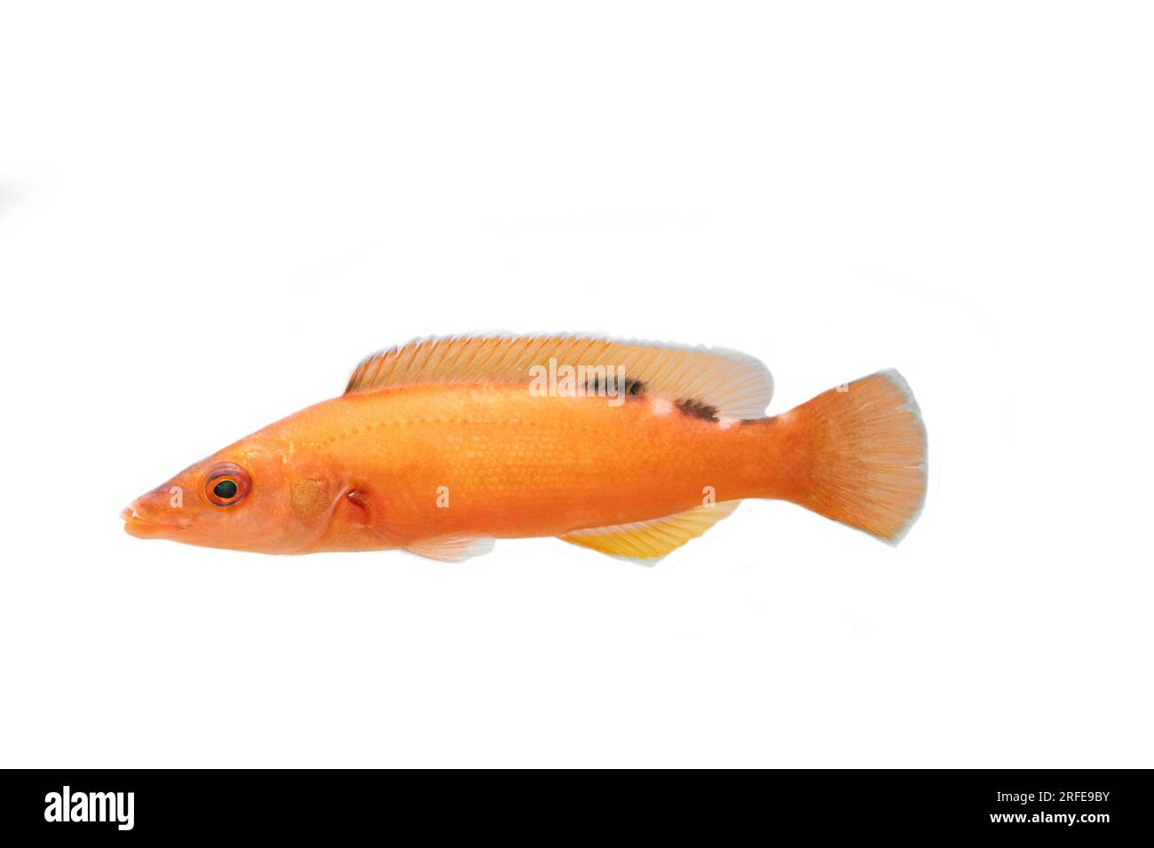 wrasse de coucou femelle nageant Banque D'Images