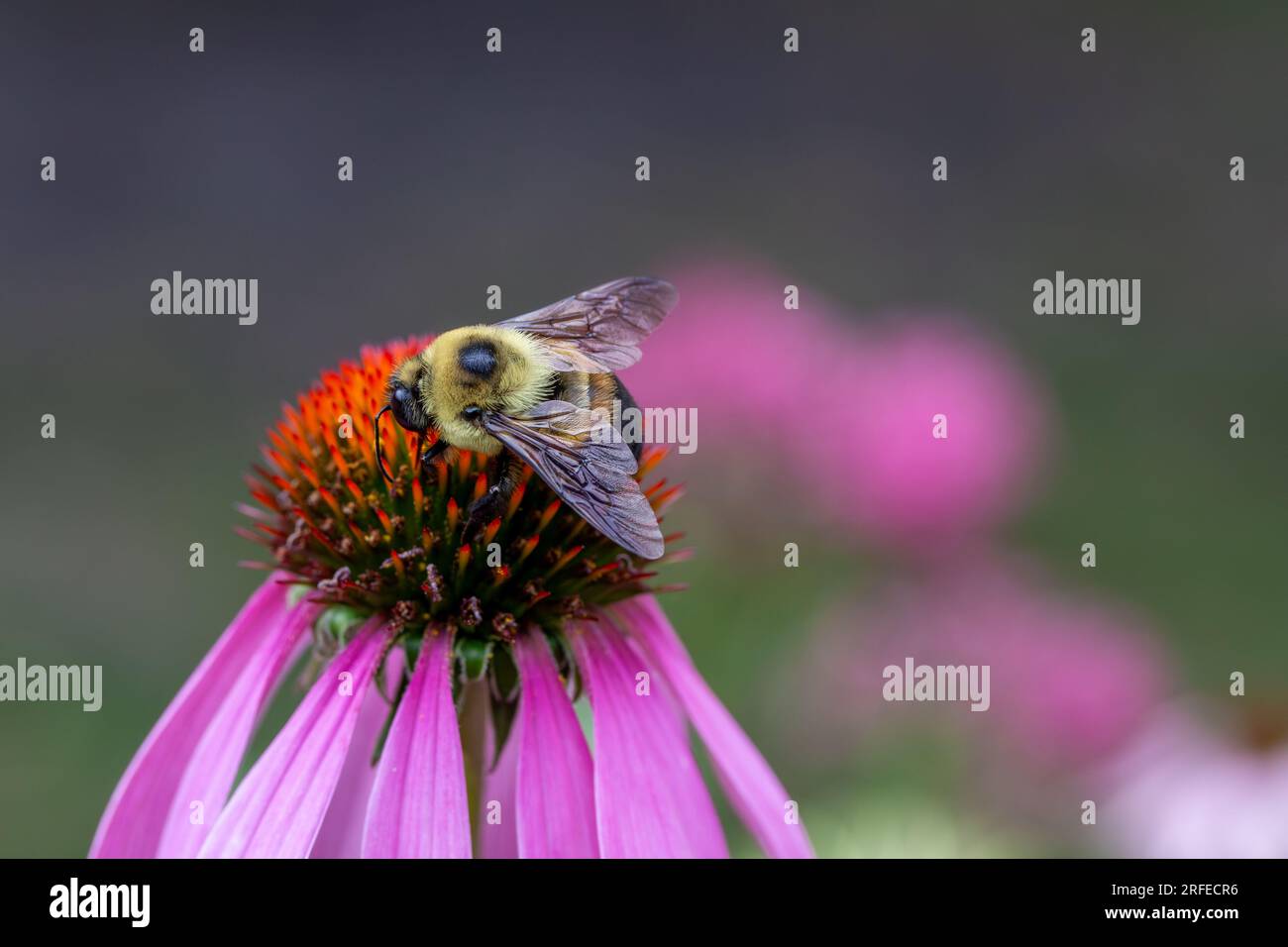Vue macro d'un bourdon jaune se nourrissant sur la tête d'une plante de conefleur pourpre (echinacea purpurea) avec fond défocalisé Banque D'Images
