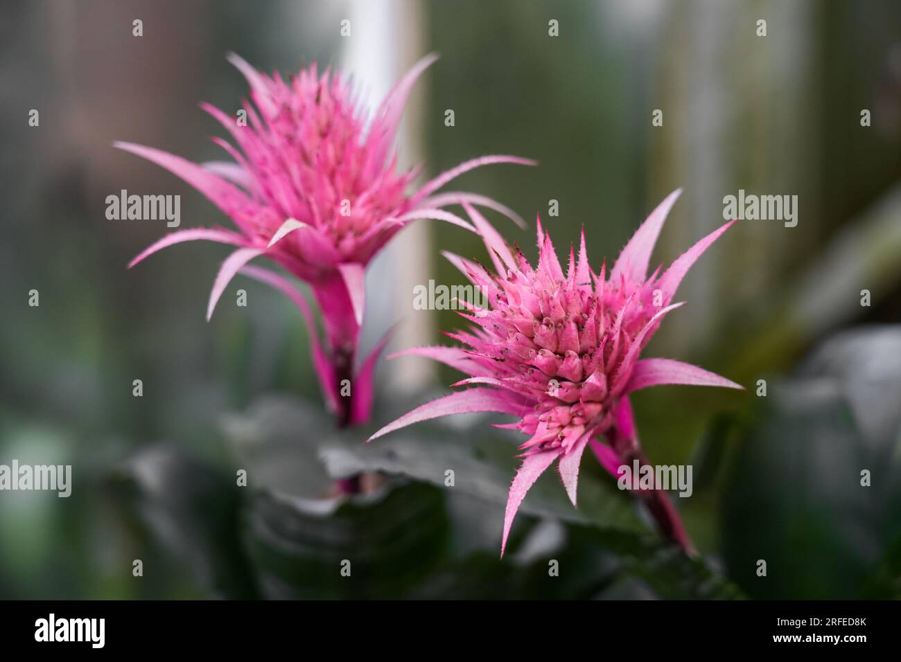 Fleurs roses exotiques d'Aechmea fasciata. Gros plan de plantes à fleurs. Famille des broméliacées. Vase en argent ou plante d'urne. Banque D'Images
