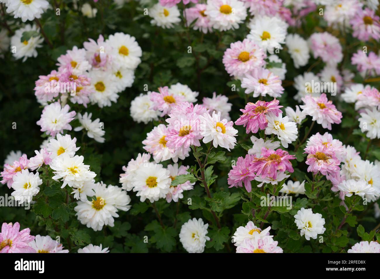 Asters roses et blancs dans le jardin. Gros plan de plante à fleurs dans le lit de fleurs. Banque D'Images