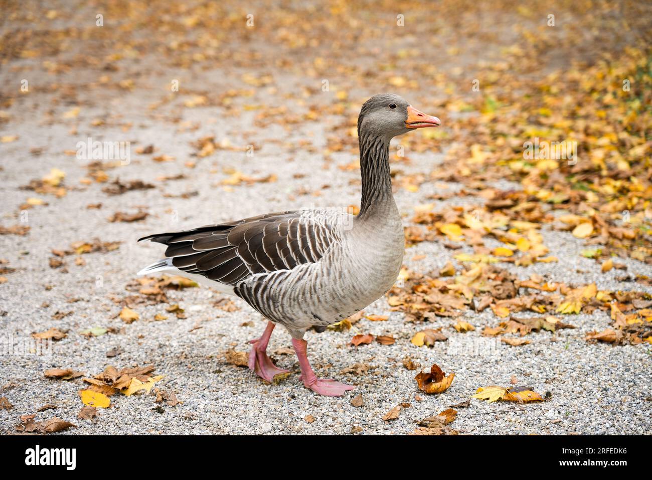 Portrait d'une oie gris en automne. Oiseau sauvage. Anser. Banque D'Images
