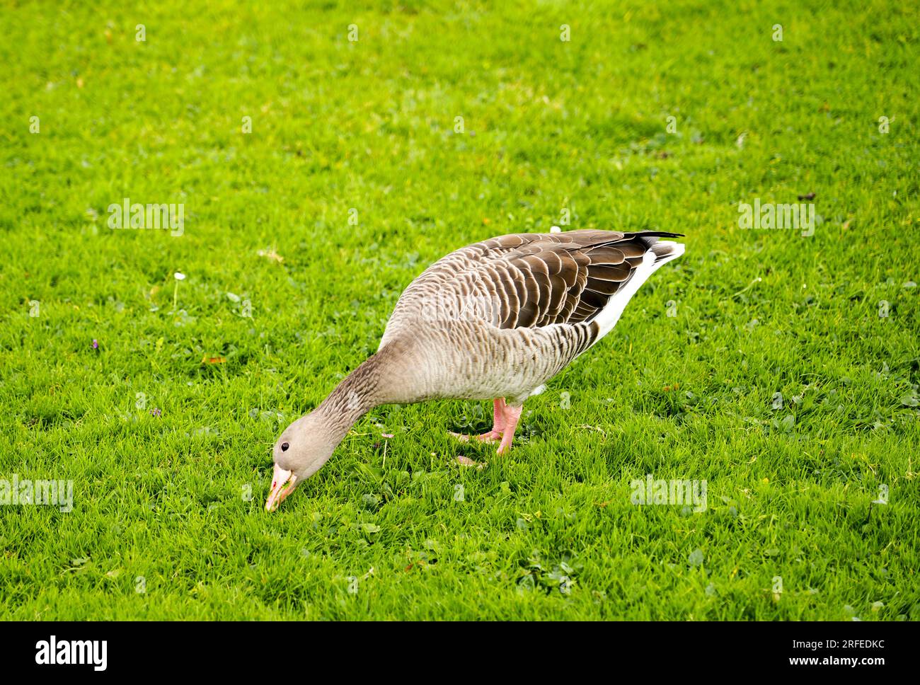 Greylag oie sur une prairie verte. Oiseau sauvage. Banque D'Images