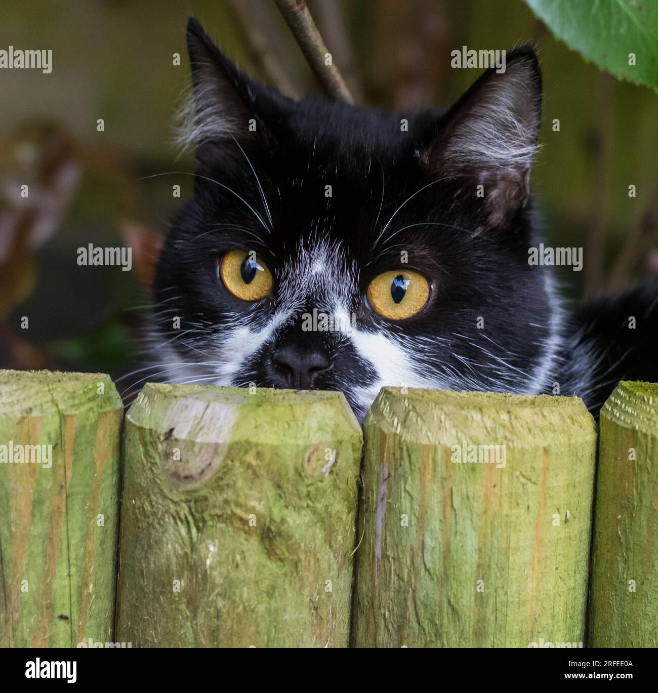 Gros plan d'un chat smoking avec les yeux jaunes jetant un regard sur une clôture. Banque D'Images