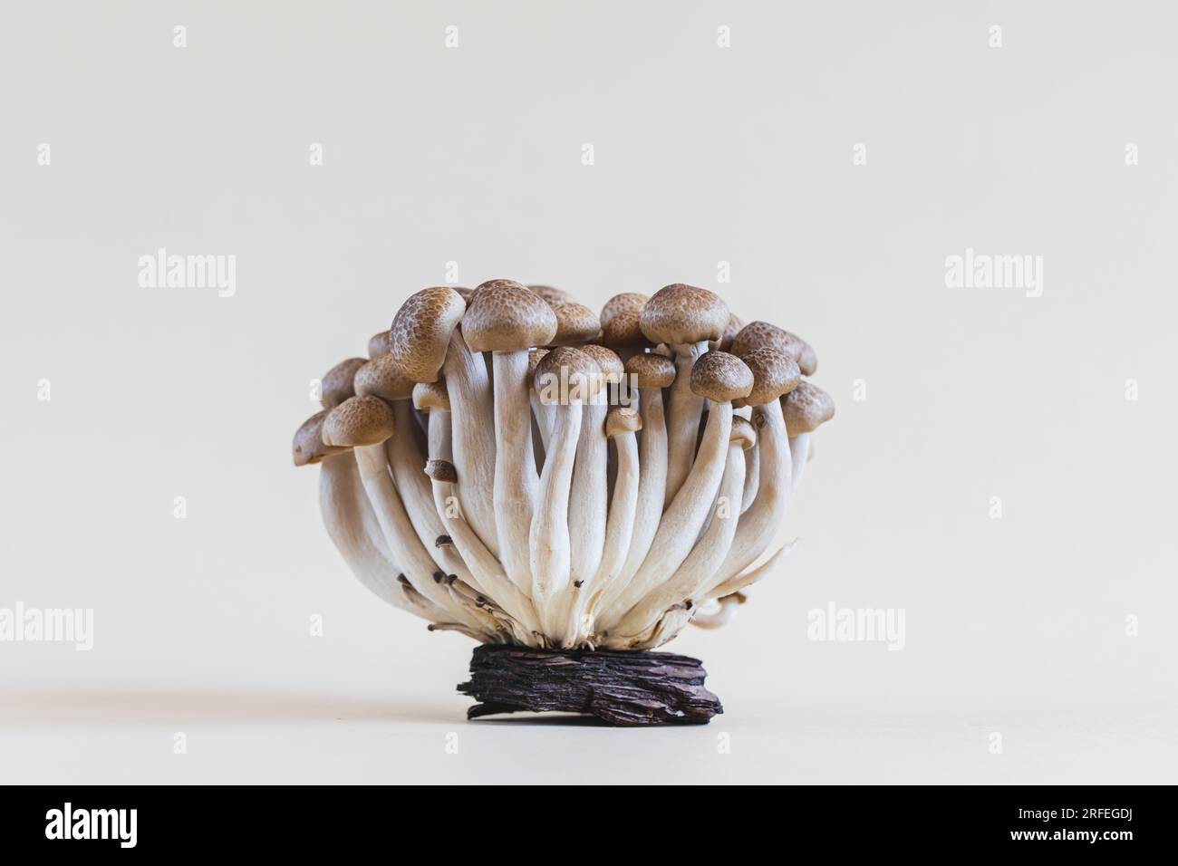 Gros plan sur un bouquet de champignons shimeji frais et bruns. champignons shimeji sur fond clair avec pierre et mousse. Banque D'Images