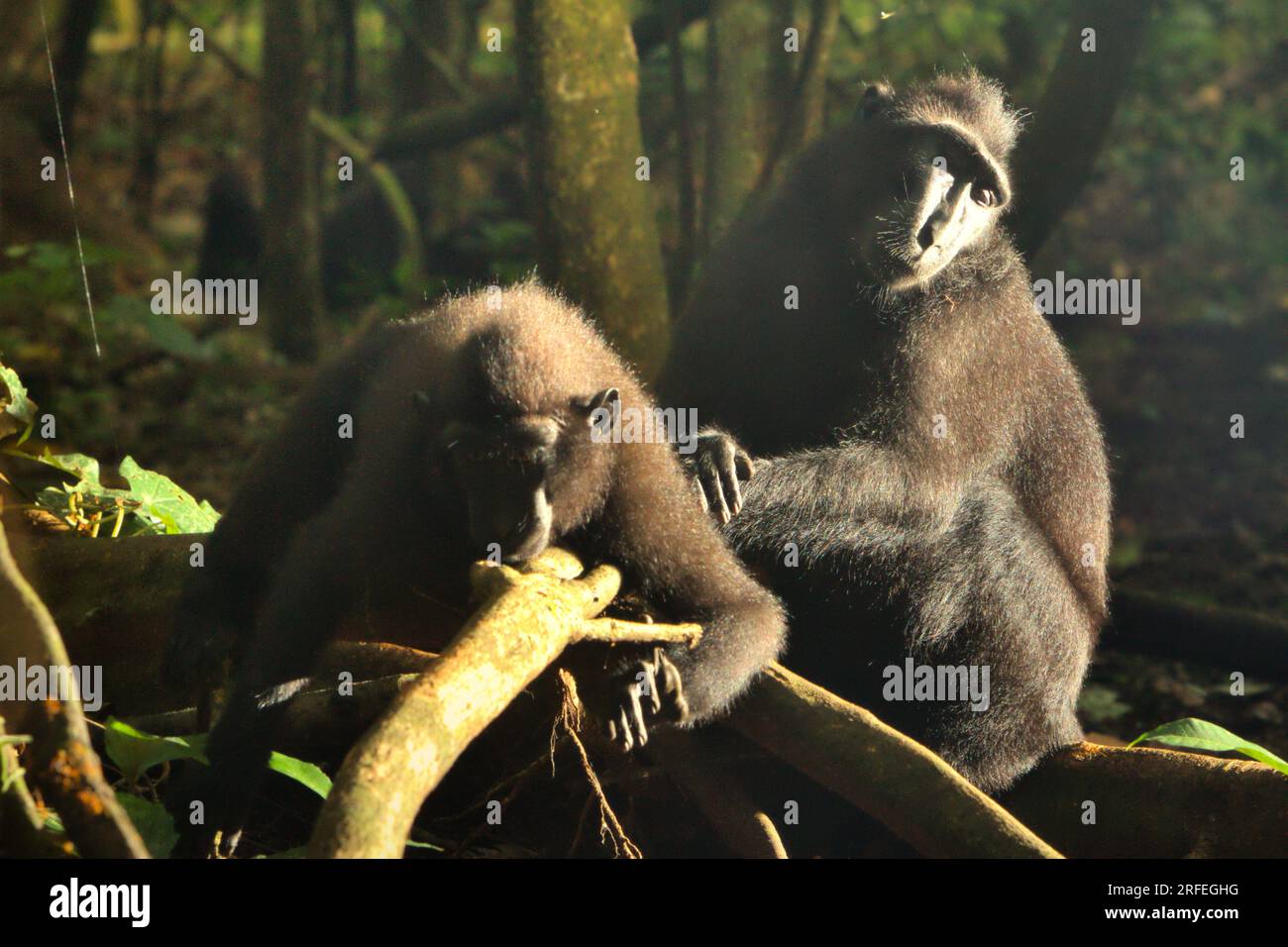 Macaques à crête noire de Sulawesi (Macaca nigra) dans la réserve naturelle de Tangkoko, Sulawesi du Nord, Indonésie. La température a augmenté dans la forêt de Tangkoko et l'abondance globale des fruits a diminué, selon une équipe de scientifiques dirigée par Marine Joly, publiée dans International Journal of Primatology en juillet 2023 (accessible par Springer). « Entre 2012 et 2020, les températures ont augmenté jusqu’à 0,2 degrés Celsius par an dans la forêt, et l’abondance globale des fruits a diminué de 1 pour cent par an », ont-ils écrit. Banque D'Images