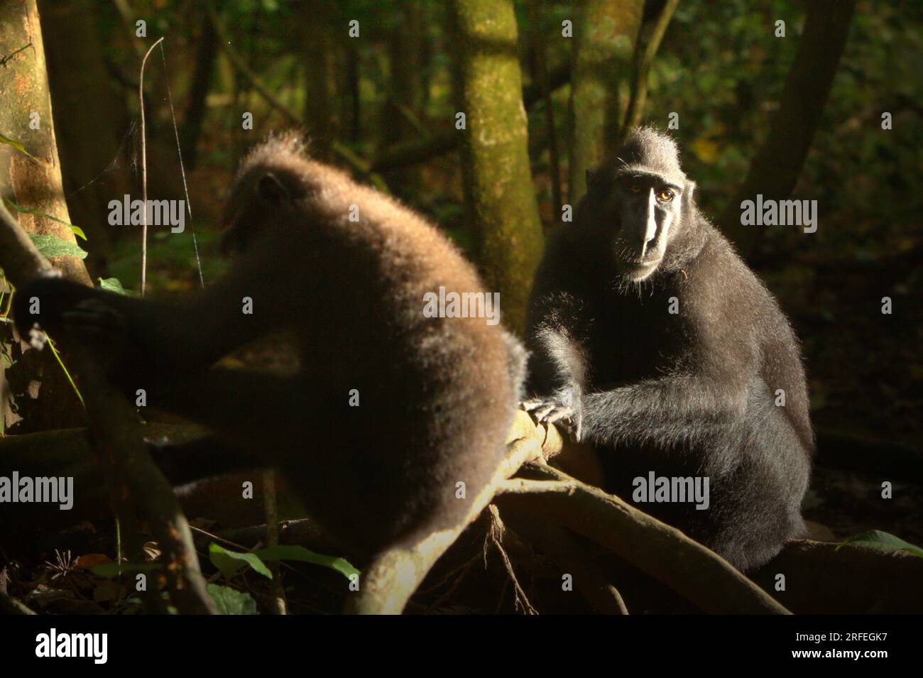 Macaques à crête noire de Sulawesi (Macaca nigra) dans la réserve naturelle de Tangkoko, Sulawesi du Nord, Indonésie. La température a augmenté dans la forêt de Tangkoko et l'abondance globale des fruits a diminué, selon une équipe de scientifiques dirigée par Marine Joly, publiée dans International Journal of Primatology en juillet 2023 (accessible par Springer). « Entre 2012 et 2020, les températures ont augmenté jusqu’à 0,2 degrés Celsius par an dans la forêt, et l’abondance globale des fruits a diminué de 1 pour cent par an », ont-ils écrit. Banque D'Images