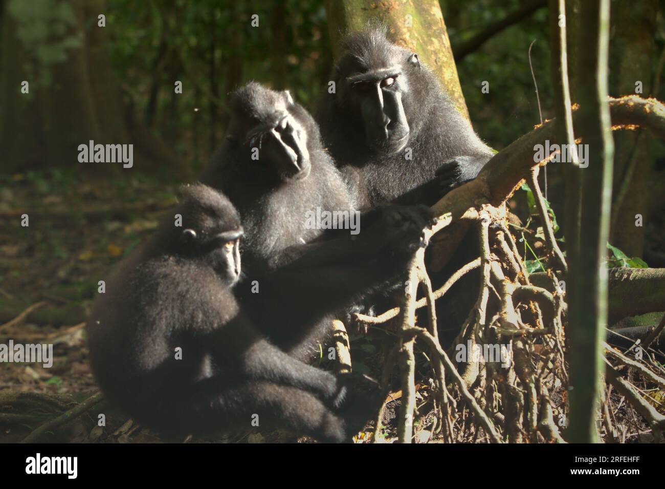 Macaques à crête noire de Sulawesi (Macaca nigra) dans la réserve naturelle de Tangkoko, Sulawesi du Nord, Indonésie. La température a augmenté dans la forêt de Tangkoko et l'abondance globale des fruits a diminué, selon une équipe de scientifiques dirigée par Marine Joly, publiée dans International Journal of Primatology en juillet 2023 (accessible par Springer). « Entre 2012 et 2020, les températures ont augmenté jusqu’à 0,2 degrés Celsius par an dans la forêt, et l’abondance globale des fruits a diminué de 1 pour cent par an », ont-ils écrit. Banque D'Images