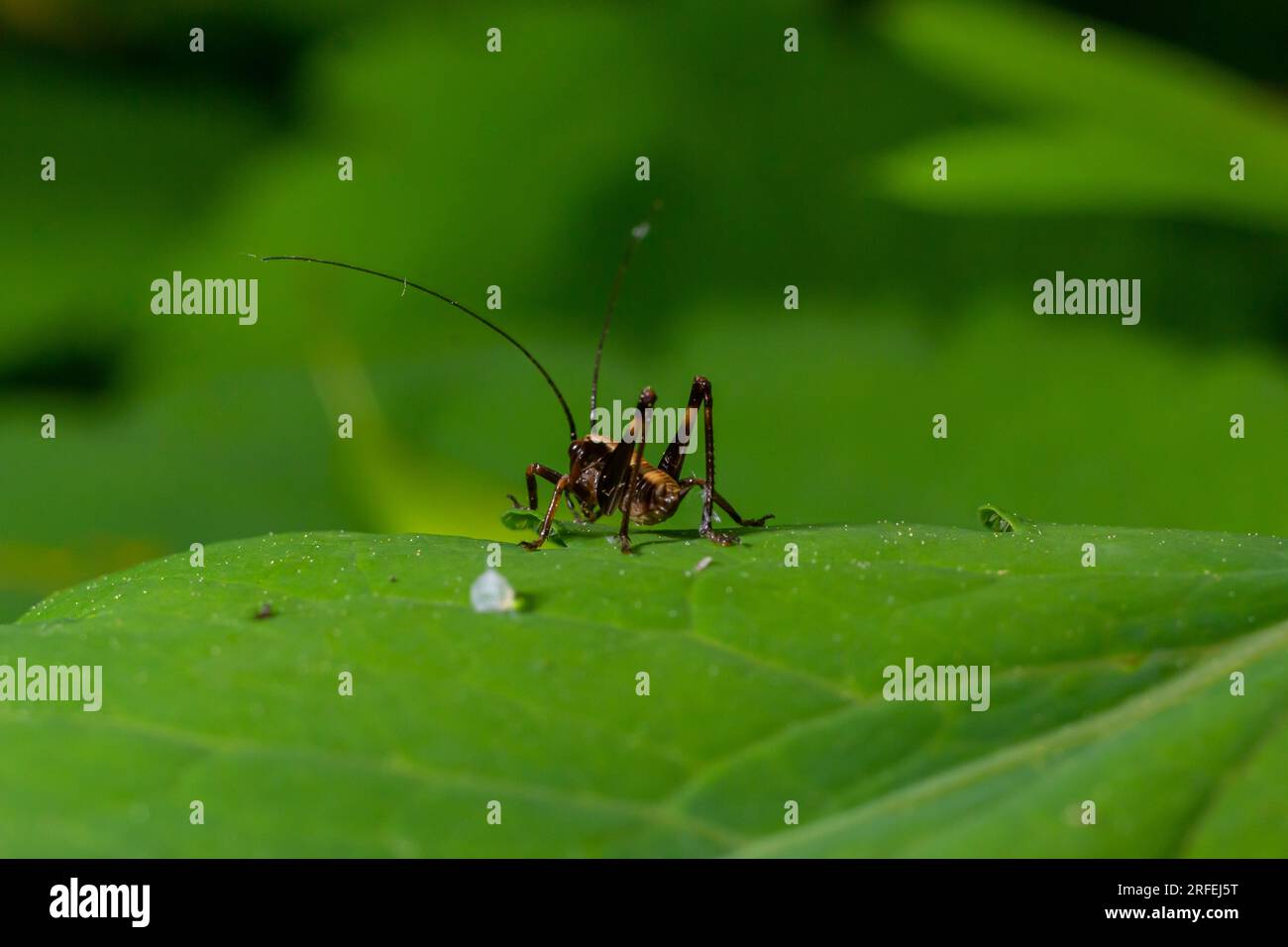 Gros plan naturel sur un bush-cricket noir sub-adulte, Pholidoptera griséoaptera assis sur une feuille verte. Banque D'Images