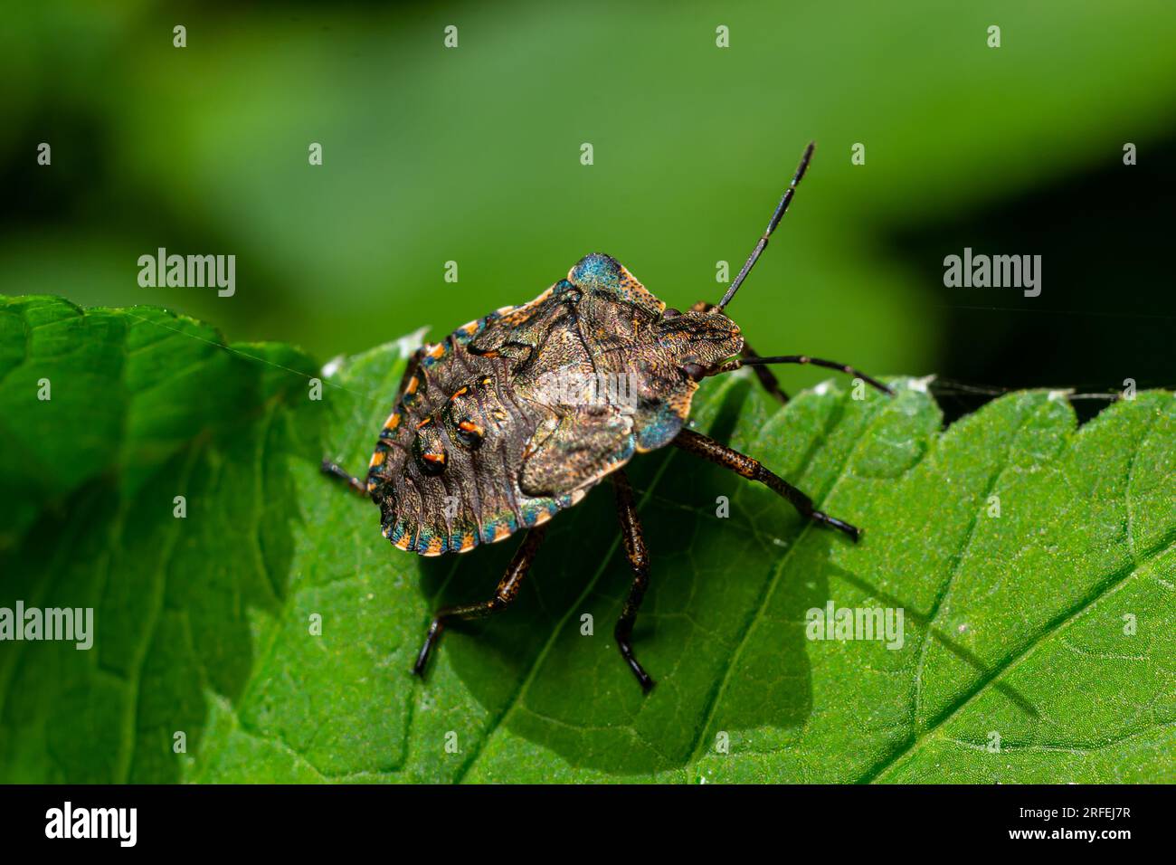 Plan rapproché d'une punaise de forêt brune ou d'une punaise à pattes rouges sur une feuille verte, Pentatoma rufipes. Banque D'Images