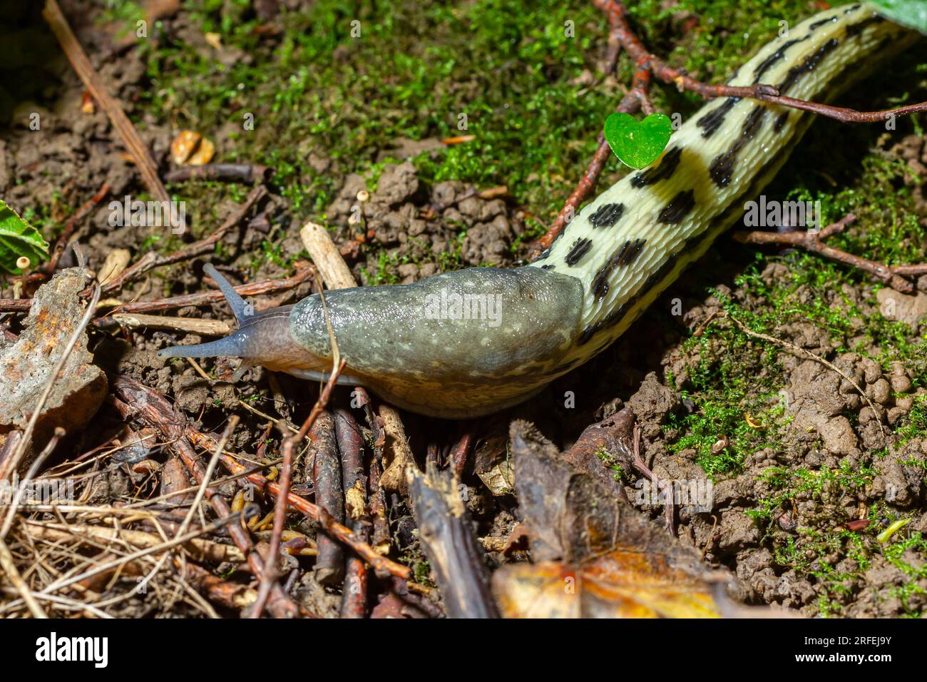 Limax maximus - limace léopard rampant sur le sol parmi les feuilles et laisse une piste. Banque D'Images