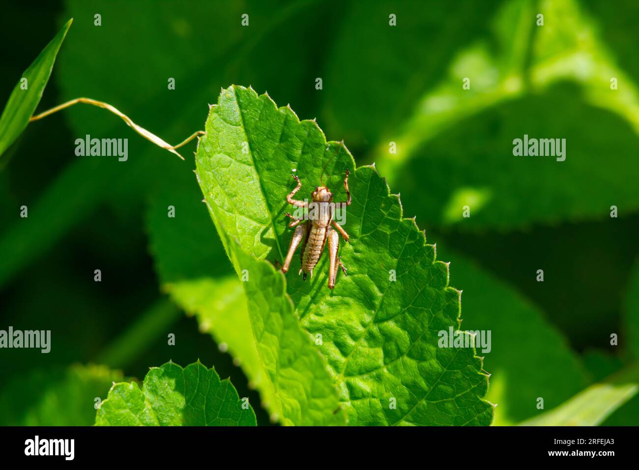 Gros plan naturel sur un bush-cricket noir sub-adulte, Pholidoptera griséoaptera assis sur une feuille verte. Banque D'Images