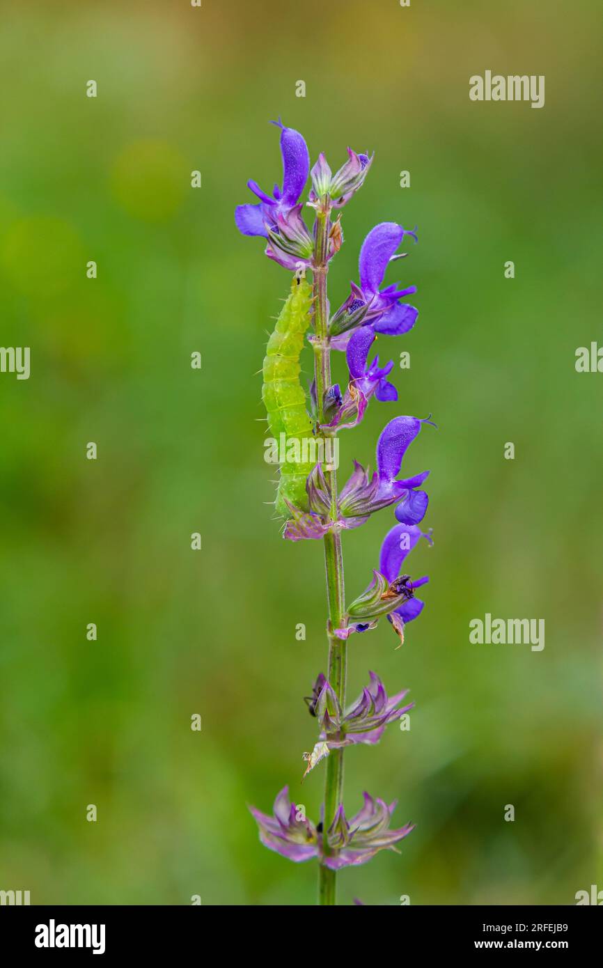 Chenille glissant le long d'une tige de sauge avec fond vert. Banque D'Images