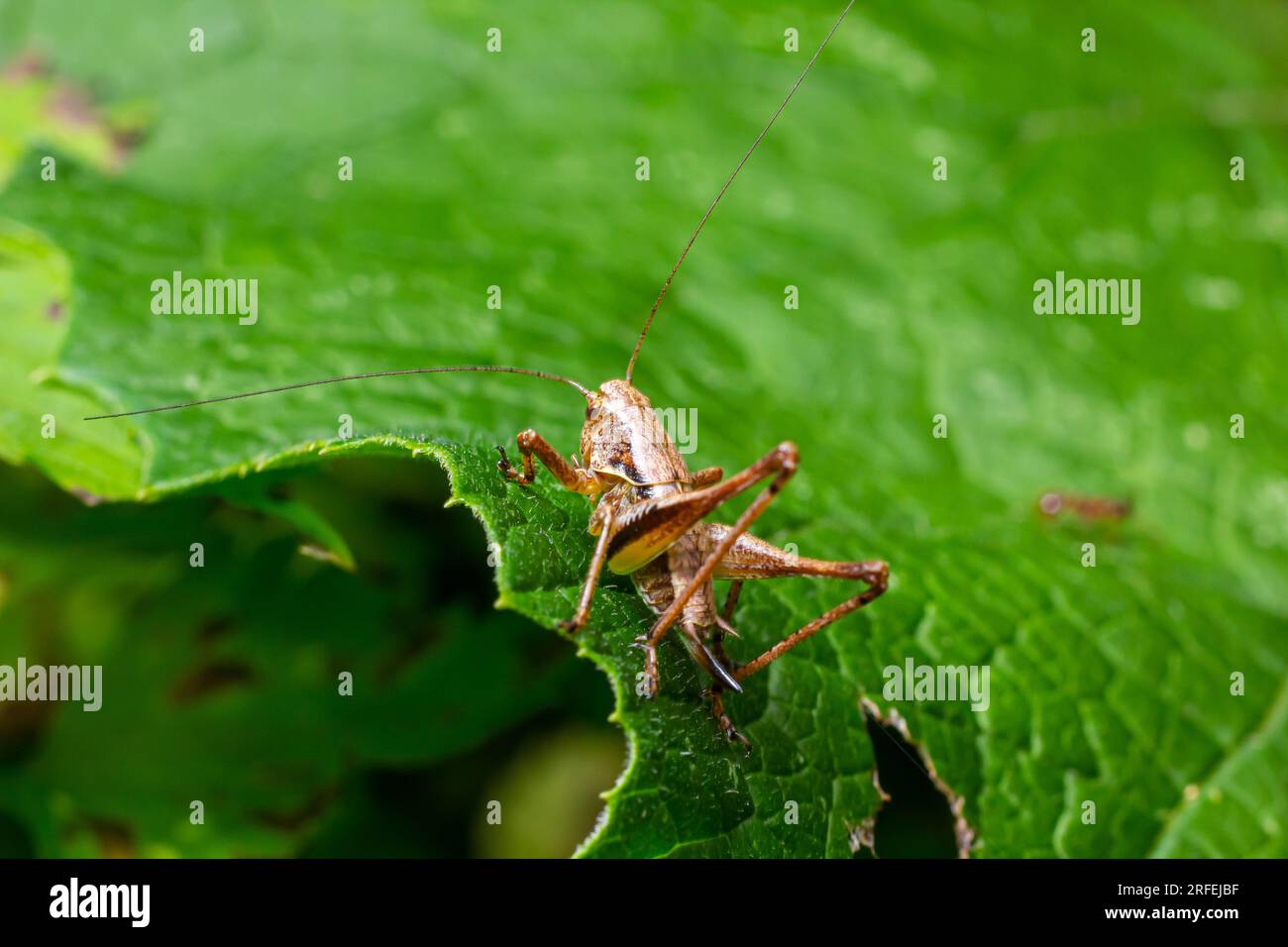 Gros plan naturel sur un bush-cricket noir sub-adulte, Pholidoptera griséoaptera assis sur une feuille verte. Banque D'Images