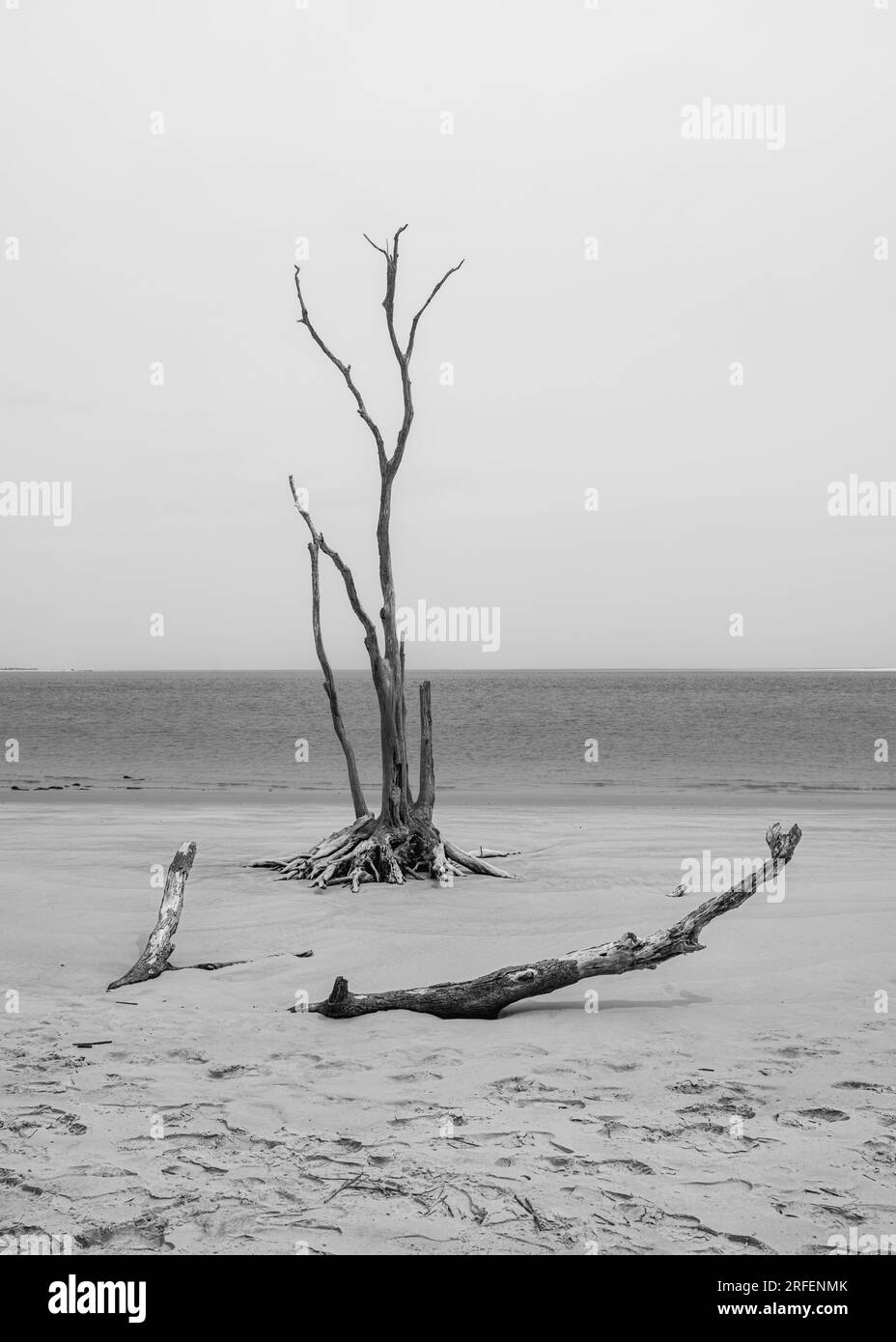 Squelette de chêne blanchi, sur Boneyard Beach, Nassau Sound, Big Talbot Island State Park, Floride. Banque D'Images