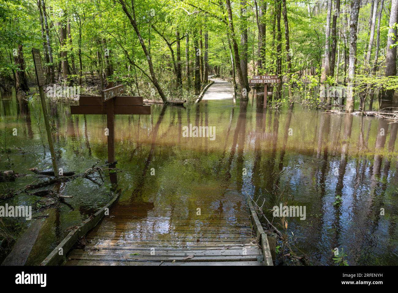 Flooded Boardwalk Trail, dans le parc national de Congaree, Caroline du Sud. Banque D'Images