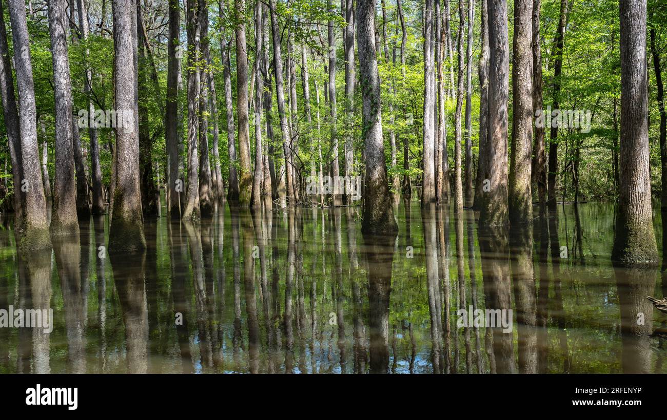 Cyprès chauve et tupelo Trees, sur le Boardwalk Trail, dans le parc national de Congaree, Caroline du Sud. Banque D'Images