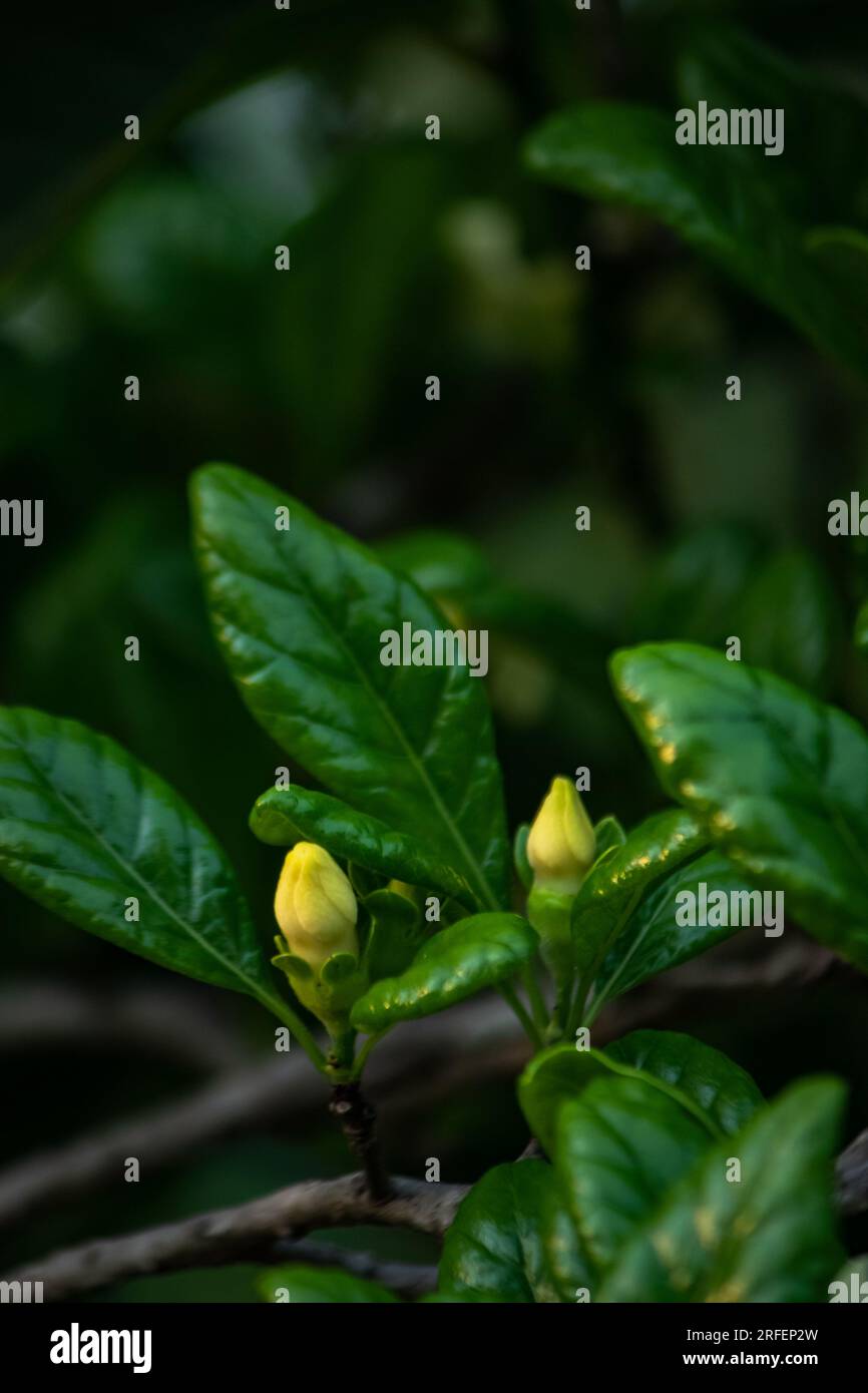 Gros plan de plantes vibrantes présentant des fleurs fraîches et des feuilles vertes. Banque D'Images