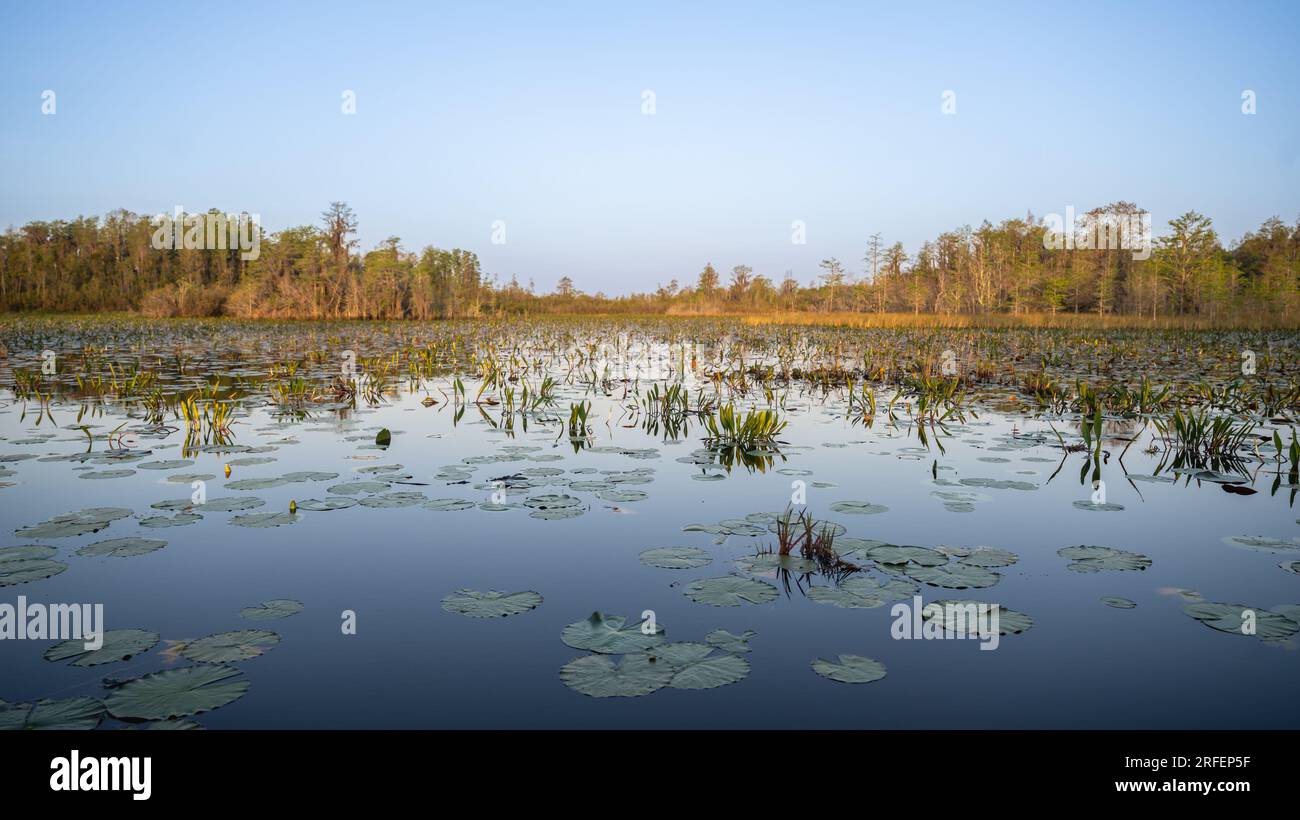 Water Lilly pads, dans le refuge national de faune d'Okefenokee, Géorgie. Banque D'Images