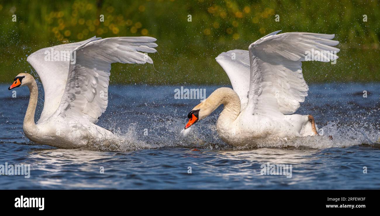 France, somme, Baie de somme, le Crotoy, Marais du Crotoy, Muet Swan (Cygnus olor - Mute Swan), conflit avec un mâle défendant son territoire Banque D'Images