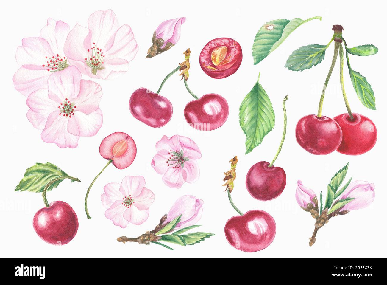 Clipart aquarelle de cerisier, fleur de cerisier isolé dans le fond blanc, fruit. Elément aquarelle et illustrations botaniques graphiques pour étiquettes, logo Banque D'Images