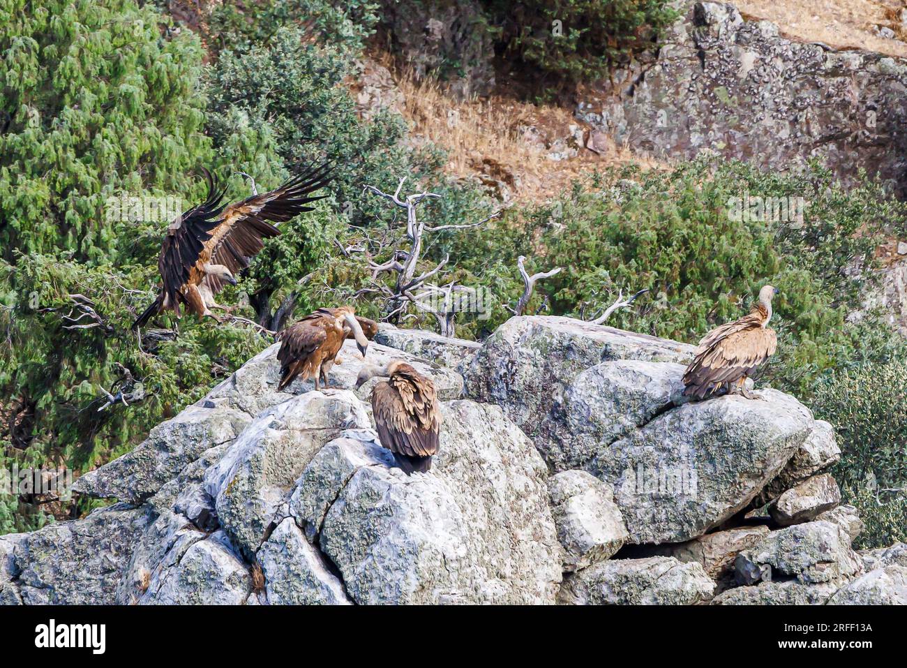Espagne, Estrémadure, Villareal de San Carlos, Parc naturel de Monfrague, vautours de griffons (Gyps fulvus) Banque D'Images