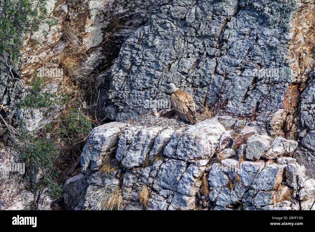 Espagne, Estrémadure, Villareal de San Carlos, Parc naturel de Monfrague, nid de vautour des griffons (Gyps fulvus) Banque D'Images