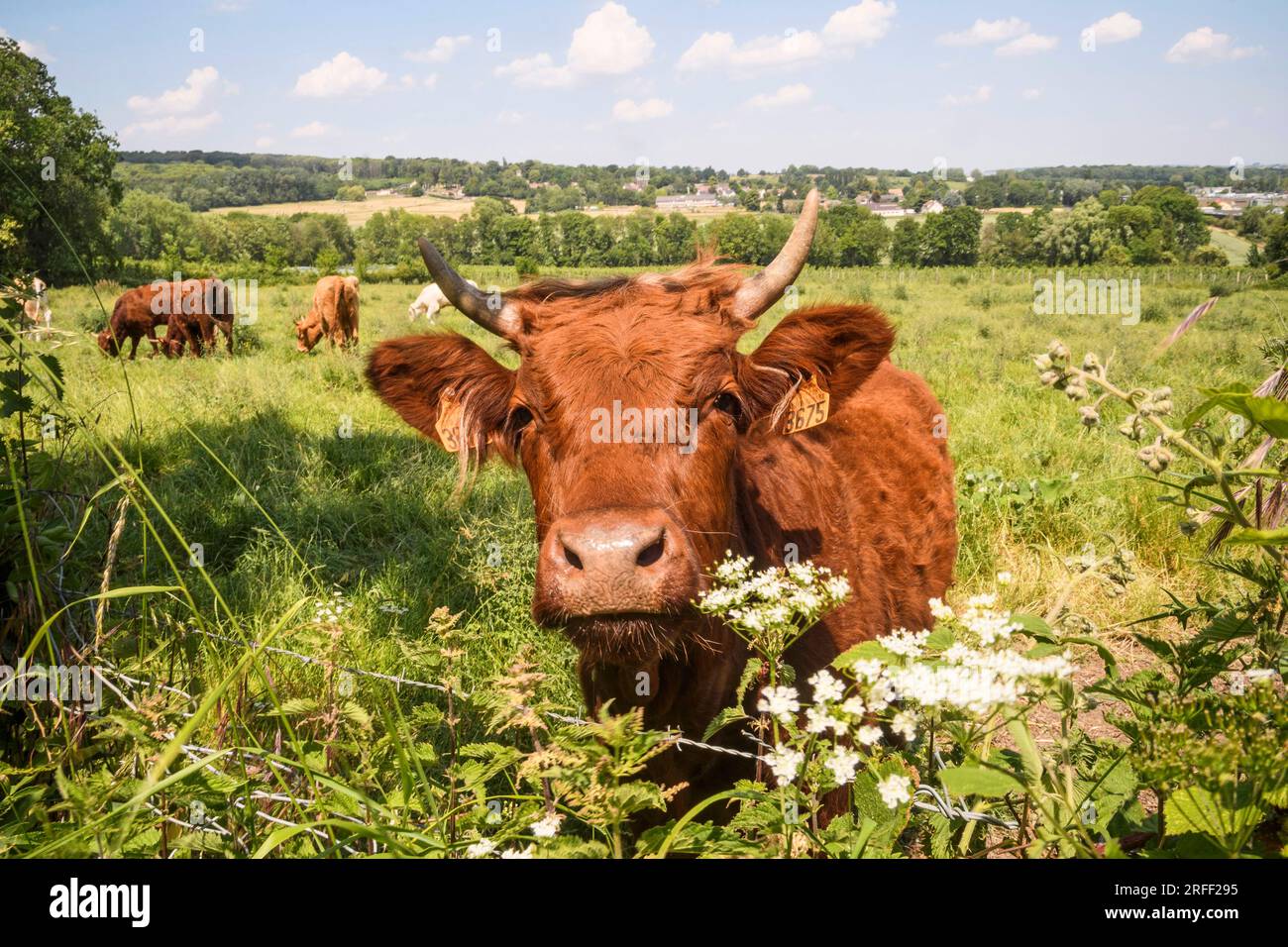 France, département du Val d'Oise, région de Plaine Vallée Banque D'Images