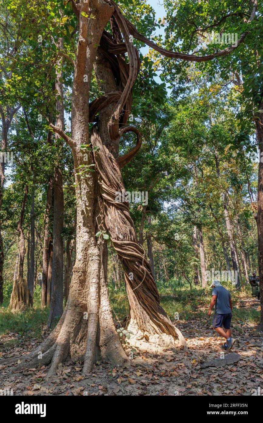 Népal, région du Teraï, Parc National de Bardia ou Bardiya, Forêt, Sal (Shorea robusta) entouré d'une grande vigne étranglée (Spatholobus perviflora ?) Banque D'Images