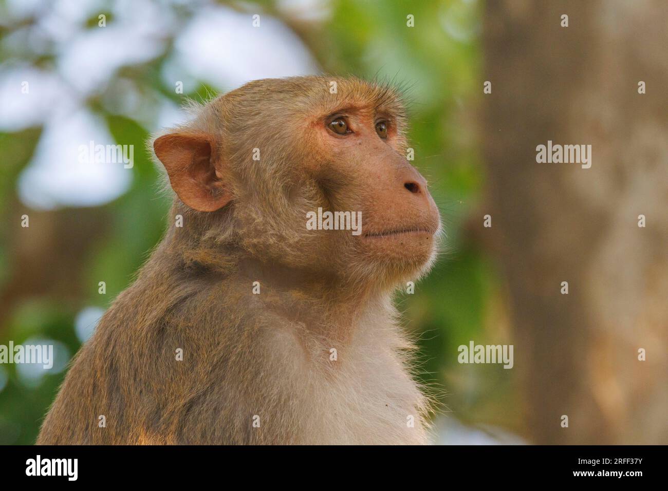 Népal, région du Terai, parc national de Bardia ou Bardiya, mâle dominant Rhésus Macaque (Macaca mulatta) sur le toit d'un camp de gardes forestiers dans le village de Thakurdwara. Banque D'Images