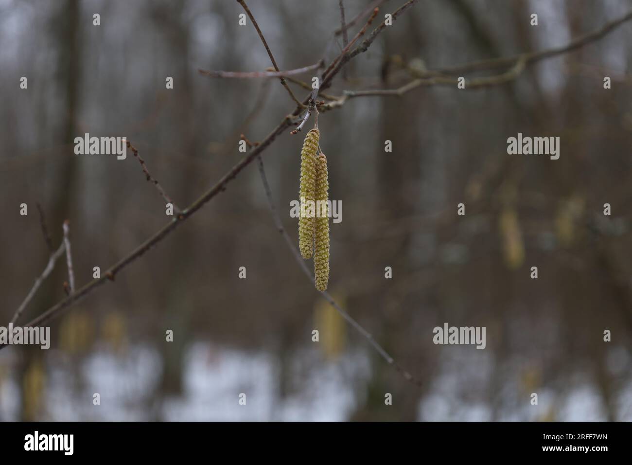 Graines de bouleau blanc dans la forêt, atmosphère de forêt d'hiver Banque D'Images