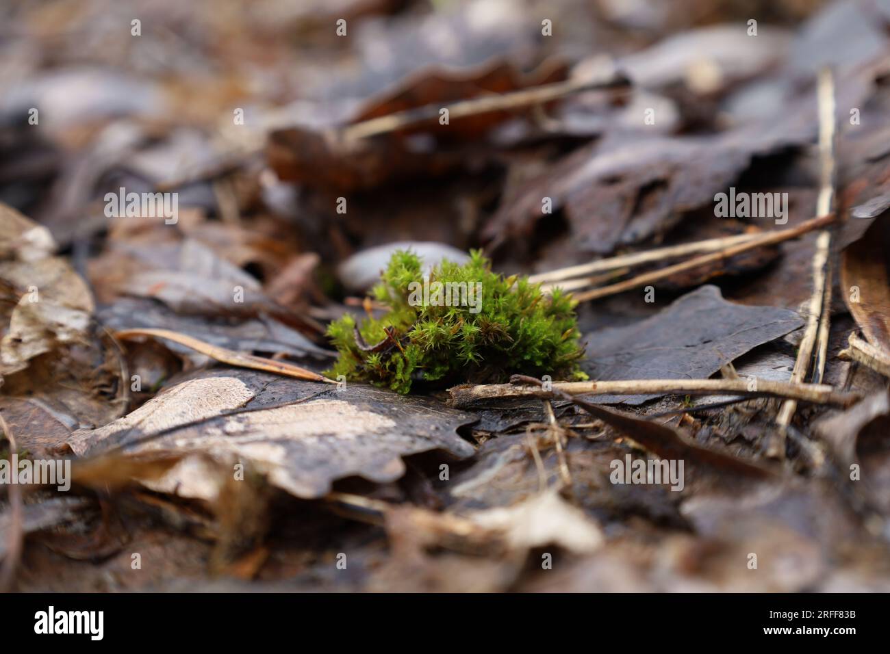 mousse dans la forêt de printemps, macro forêt, arbre couvert de mousse Banque D'Images