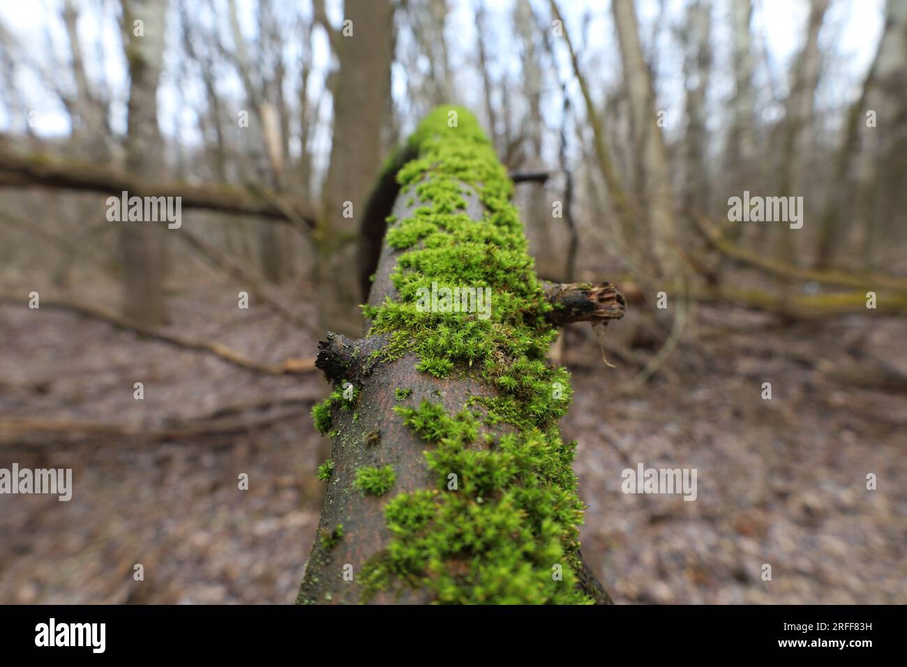 mousse dans la forêt de printemps, macro forêt, arbre couvert de mousse Banque D'Images