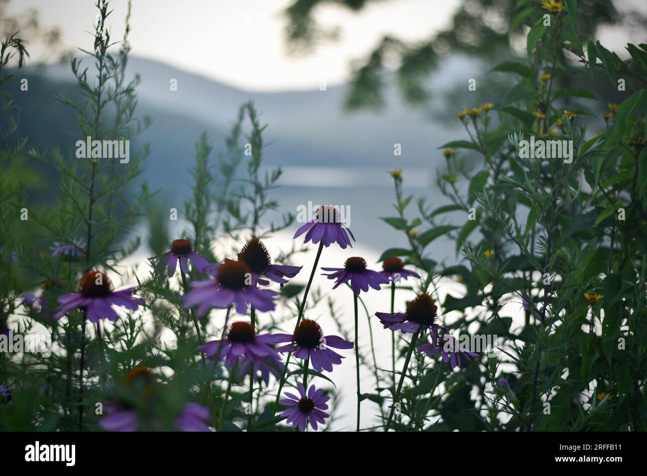 Fleurs violettes fleurissant autour de la rive d'un lac au coucher du soleil Banque D'Images