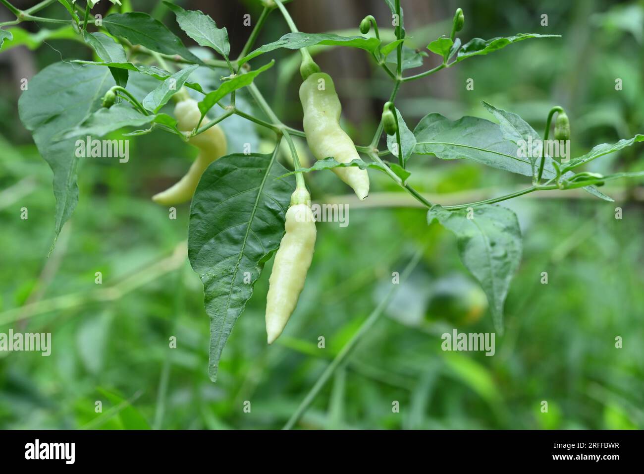 Une brindille de piment thaï blanc avec les gousses de piment blanc en croissance dans le jardin Banque D'Images