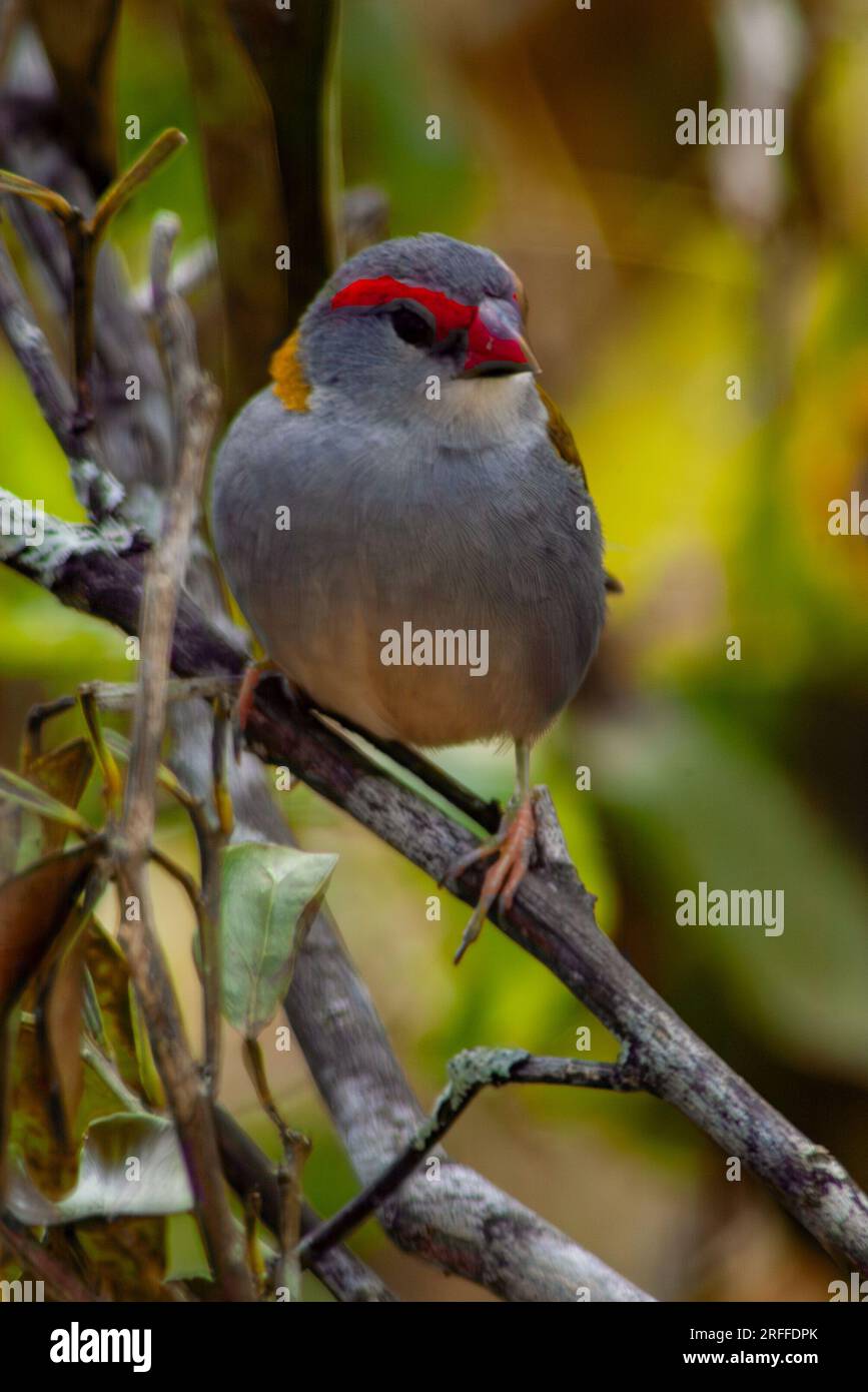 Finlandais roux rouge, Neochmia temporalis, Malanda, Australie. Banque D'Images