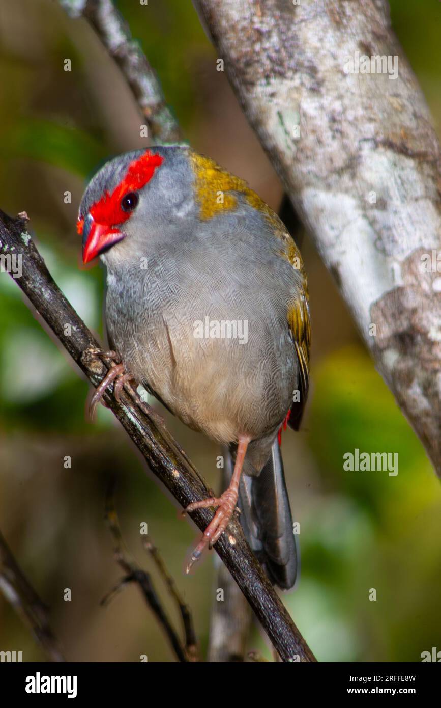 Finlandais roux rouge, Neochmia temporalis, Malanda, Australie. Banque D'Images