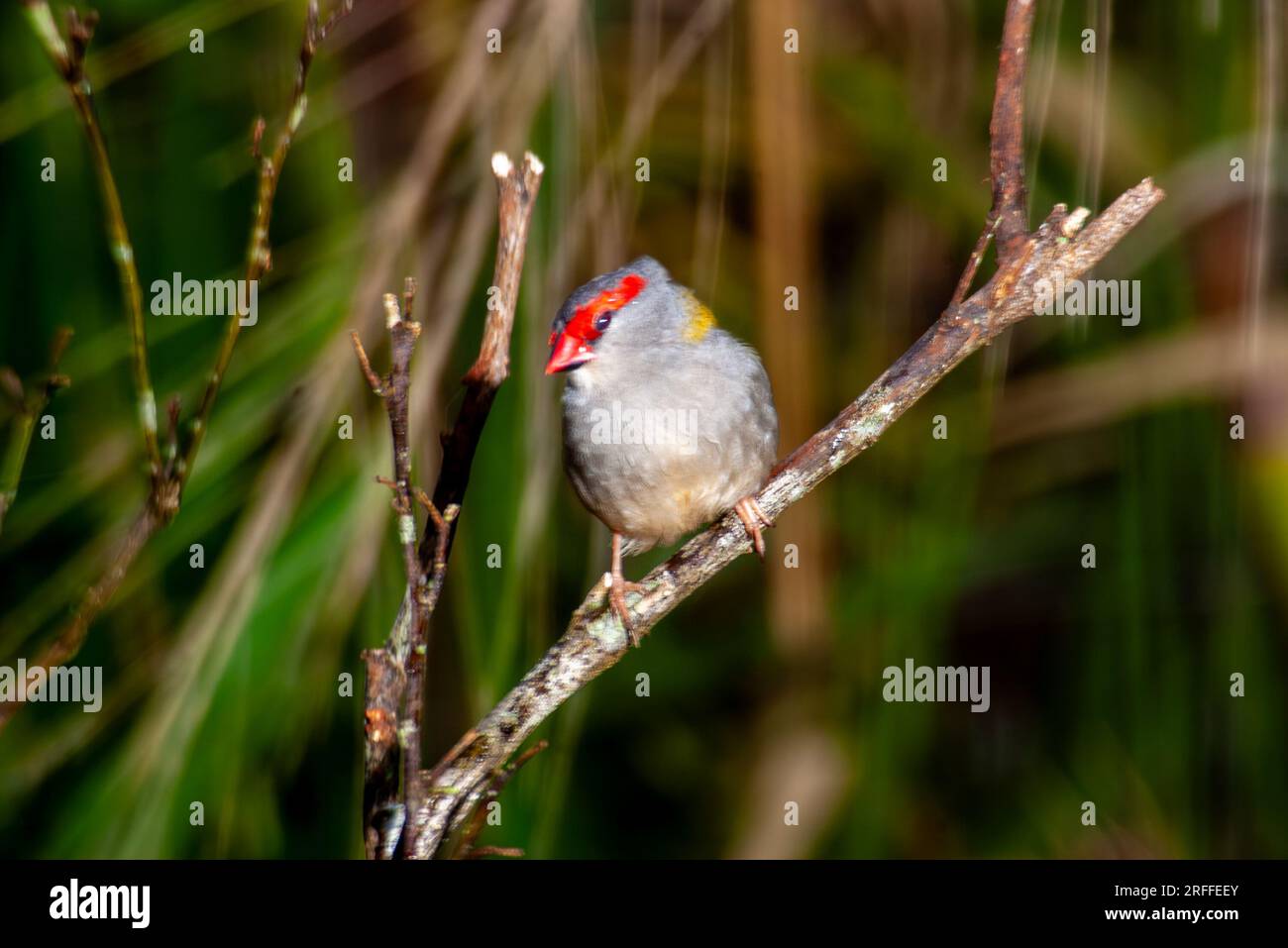 Finlandais roux rouge, Neochmia temporalis, Malanda, Australie. Banque D'Images