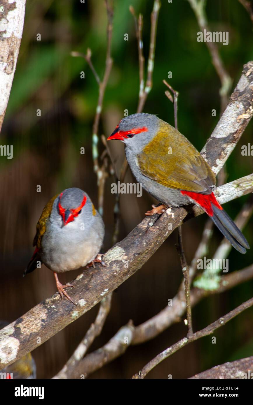 Finlandais roux rouge, Neochmia temporalis, Malanda, Australie. Banque D'Images