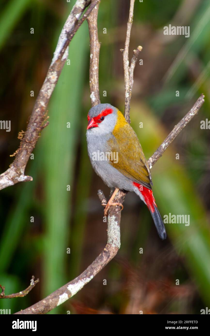 Finlandais roux rouge, Neochmia temporalis, Malanda, Australie. Banque D'Images