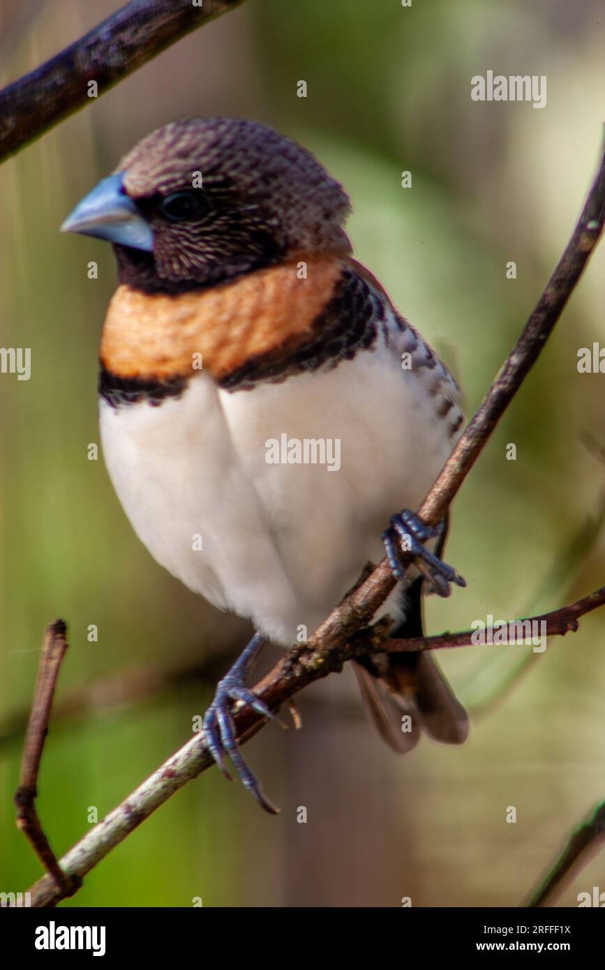 Mannikine à bretelles châtaigniers, munia à bretelles châtaigniers, Bully Bird, Lonchura castaneothorax, sauvage, Malanda, Australie. Banque D'Images