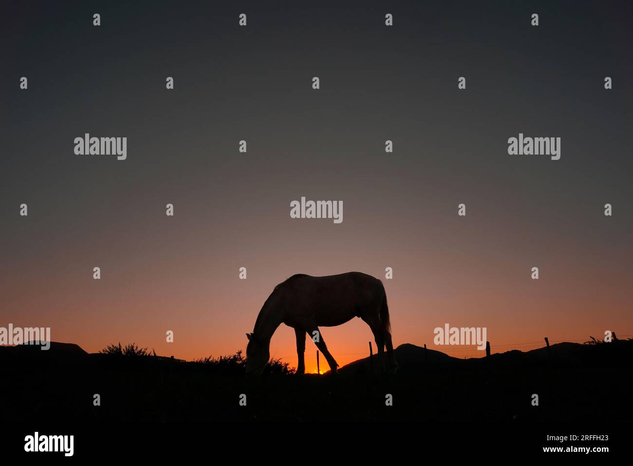 silhouette de cheval à la campagne et magnifique coucher de soleil Banque D'Images