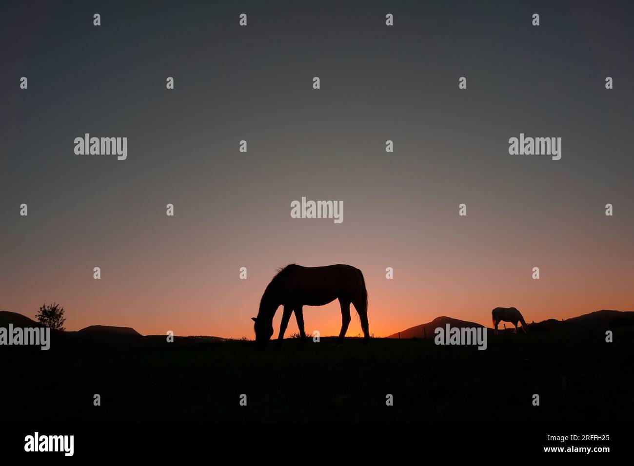 silhouette de cheval à la campagne et magnifique coucher de soleil Banque D'Images
