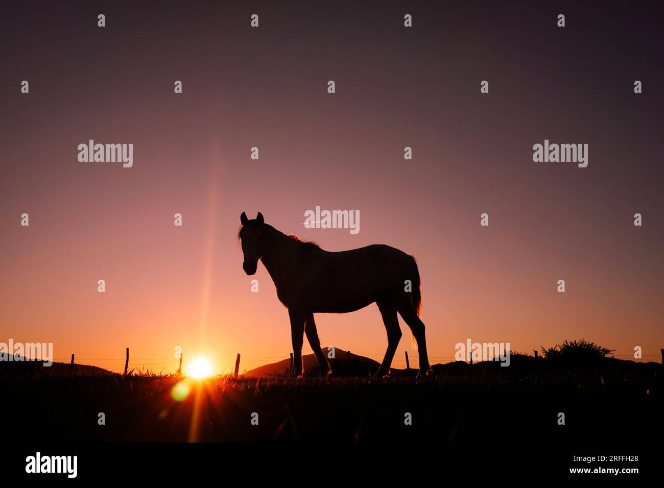 silhouette de cheval à la campagne et magnifique coucher de soleil Banque D'Images