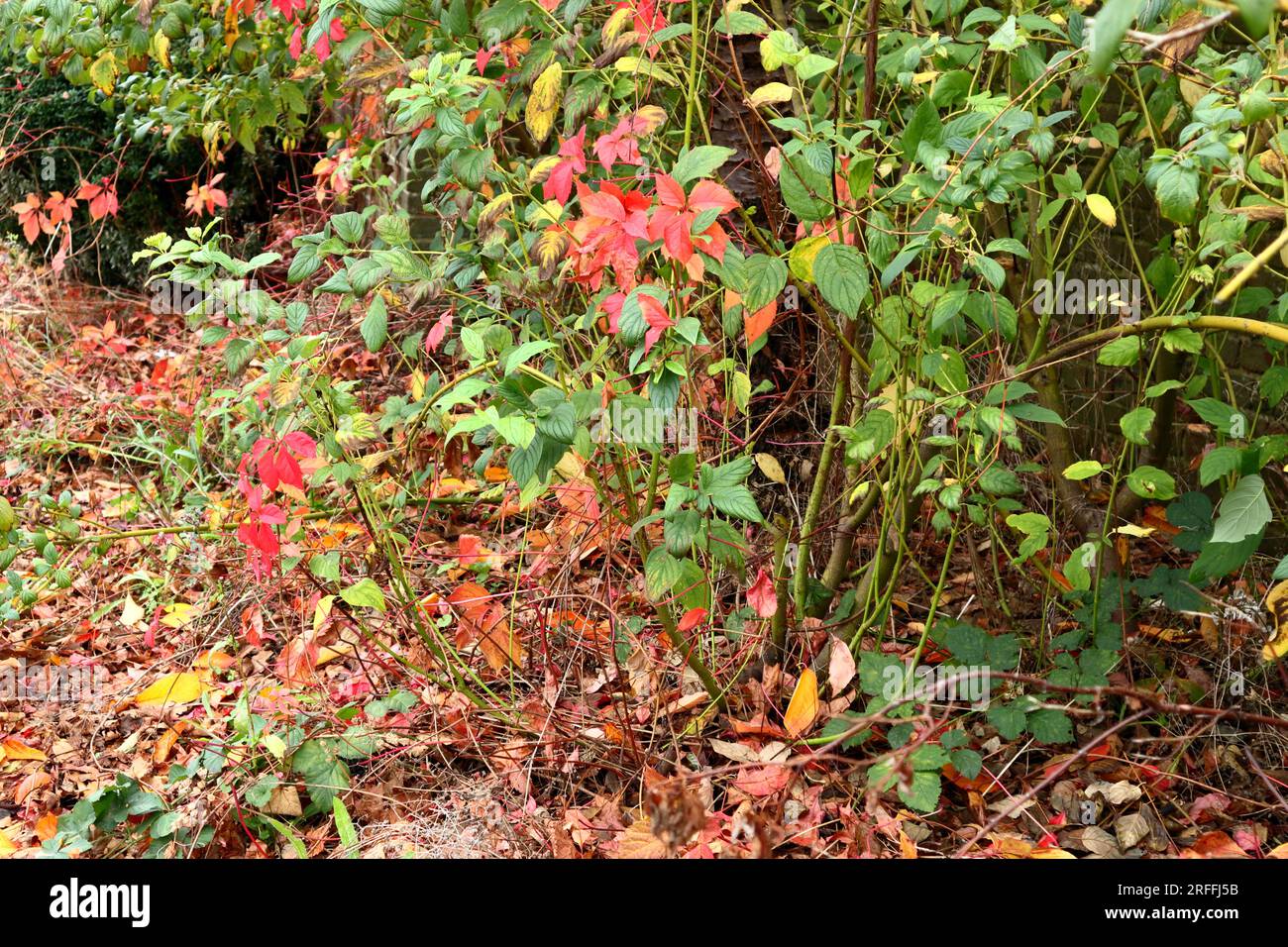 Feuilles rouges du Virginia Creeper serties contre le feuillage d'automne, vertes, jaunes, brunes. Coloré. Banque D'Images