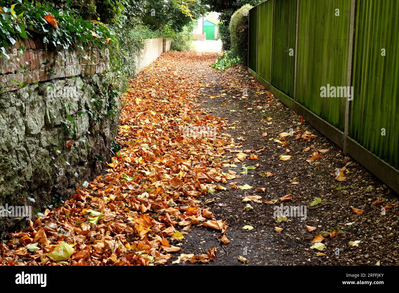 Un chemin étroit avec des feuilles d'automne tombées, clôture d'un côté, mur de briques avec du lierre rampant de l'autre. Vert, rouge, jaune, doré, orange. Banque D'Images