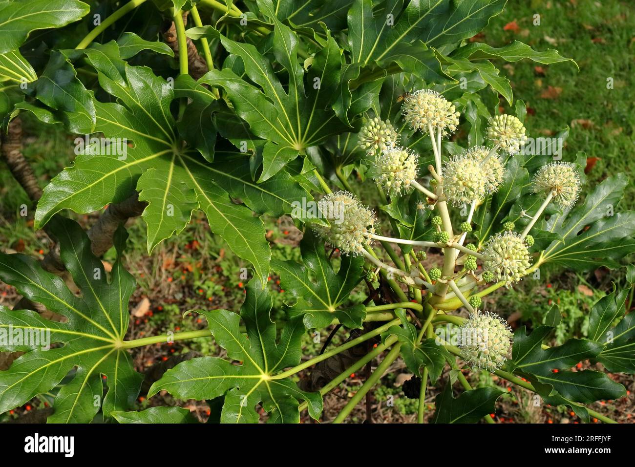 Têtes de fleurs Fatsia Japonica en floraison partielle. Avec des feuilles vertes brillantes et de l'herbe et de la terre en arrière-plan. Banque D'Images