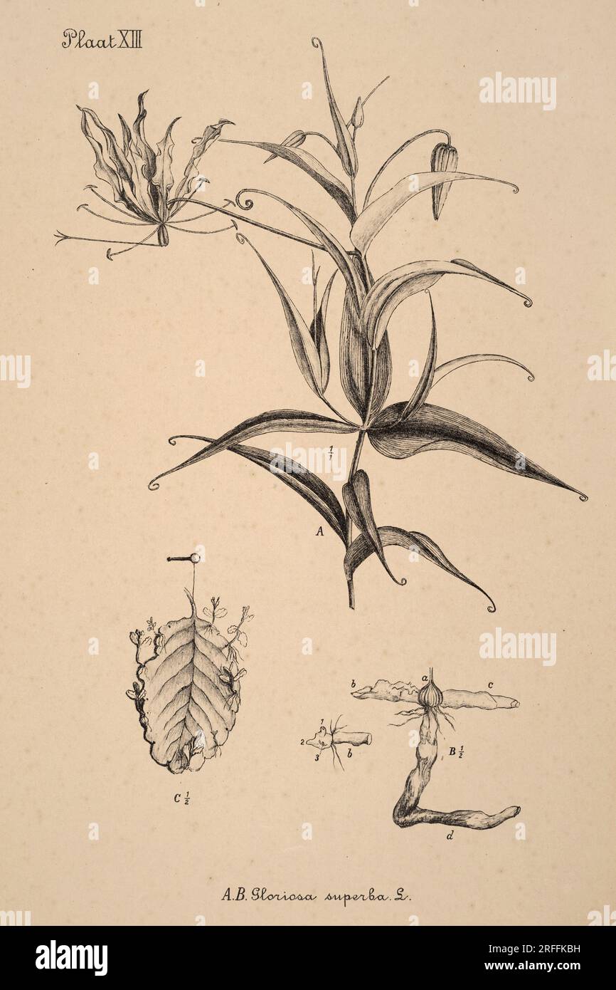 Illustration botanique néerlandaise du 19e siècle : dessins à l'encre finement détaillés sur fond sépia, mettant en valeur l'art botanique antique. Banque D'Images