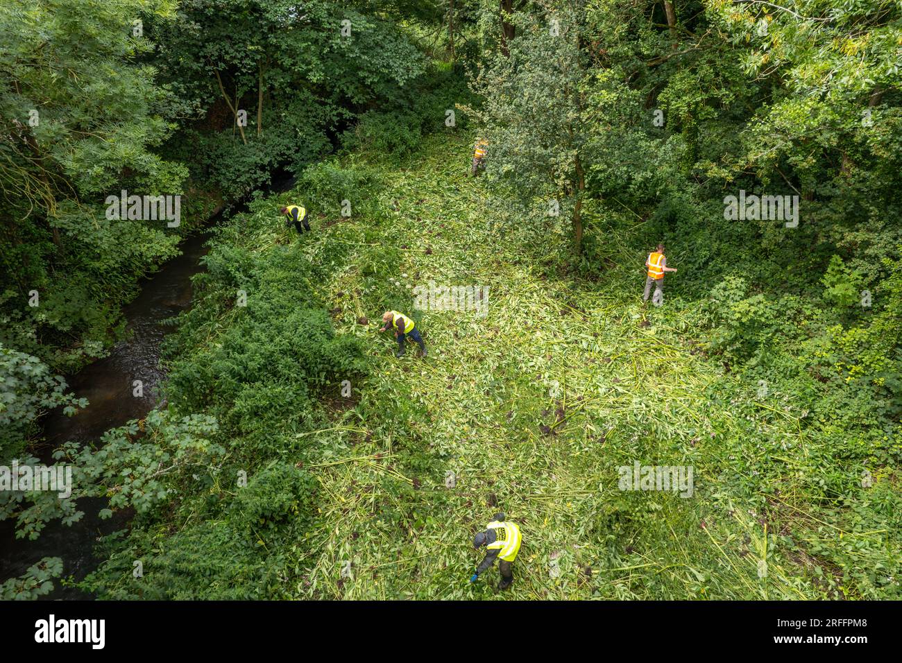 Un groupe de travail de club de pêche tirant la plante envahissante Himalayan Balsam, Gloucestershire UK Banque D'Images