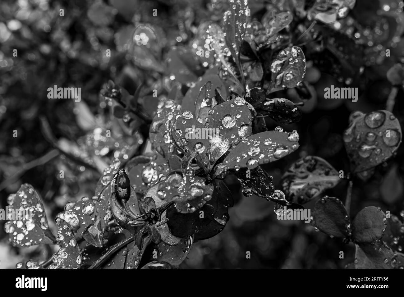 Buisson de baies en noir et blanc Banque D'Images
